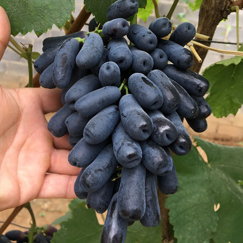 蓝宝石葡萄苖盆栽地栽大苗爬藤果树苗南北方种植当年结果蓝宝石3年苗