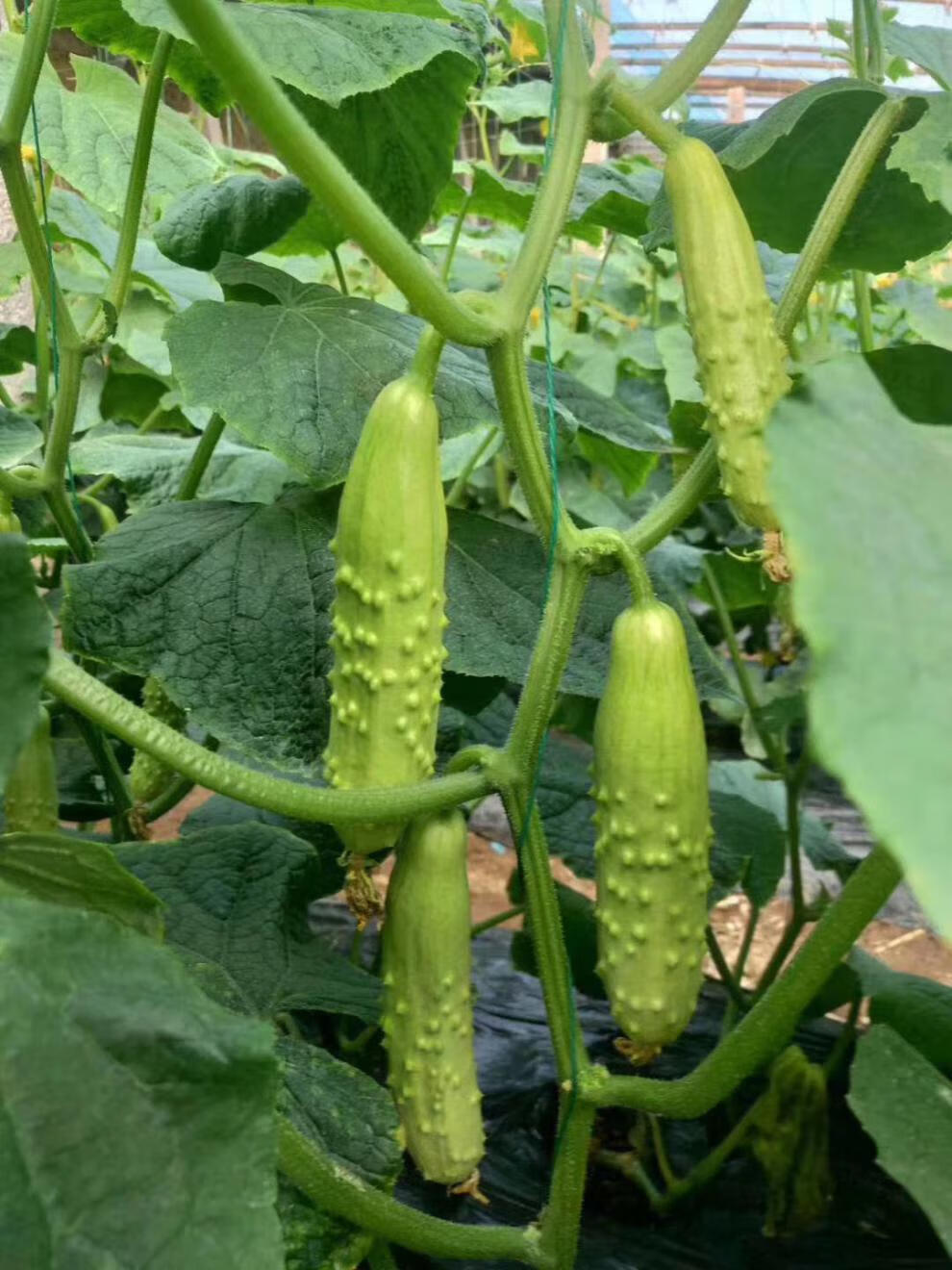 海阳白玉黄瓜1斤 新鲜水果小黄瓜当季脆嫩白黄瓜蔬菜水果青瓜5斤 一斤