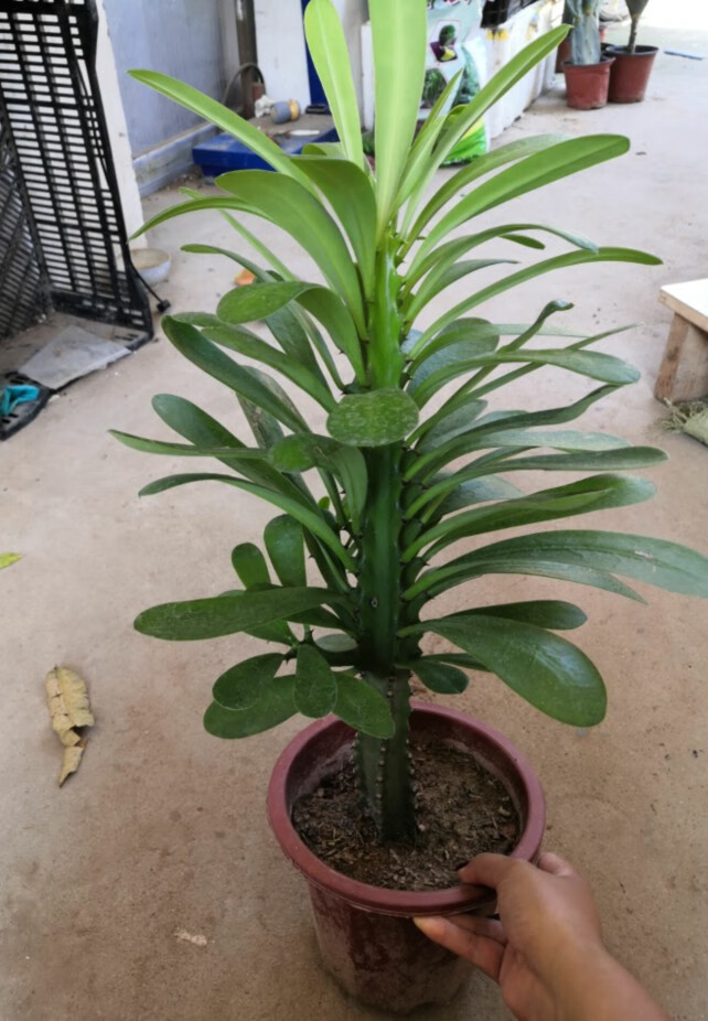 花匠汇玉麒麟盆栽麒麟掌霸王鞭扇贝麒麟金麒麟多肉植物仙人植物小号