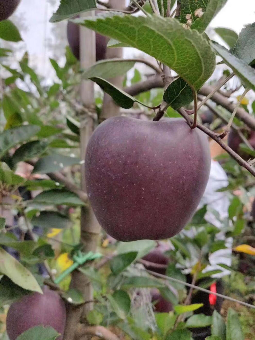 昭通黑钻黑卡苹果5斤紫圣诞现摘新鲜品种当应季水果整箱顺丰 75mm(含)