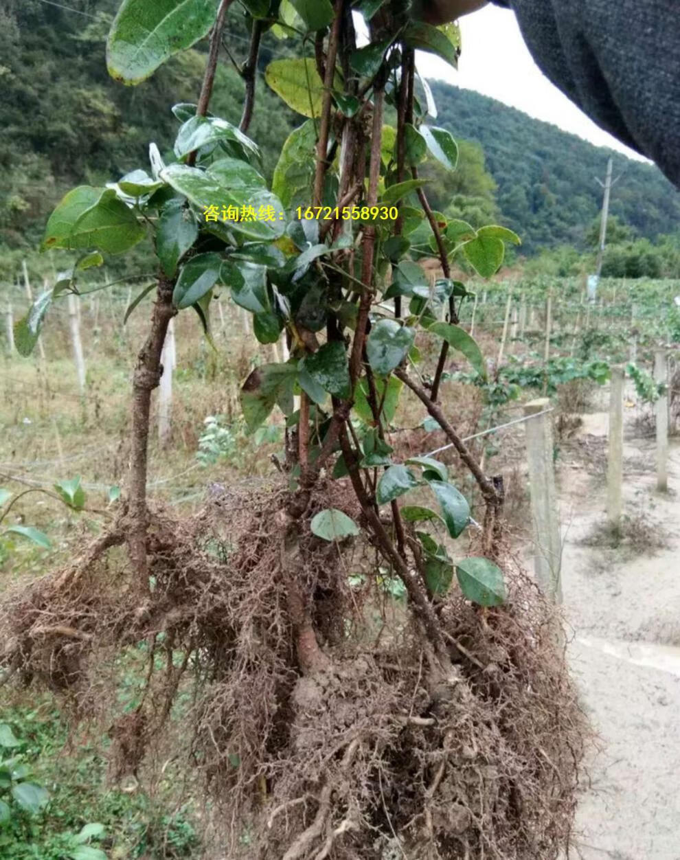 八月瓜苗果树苗野生八月炸瓜果苗南方四季九月黄树苗当年结果庭院
