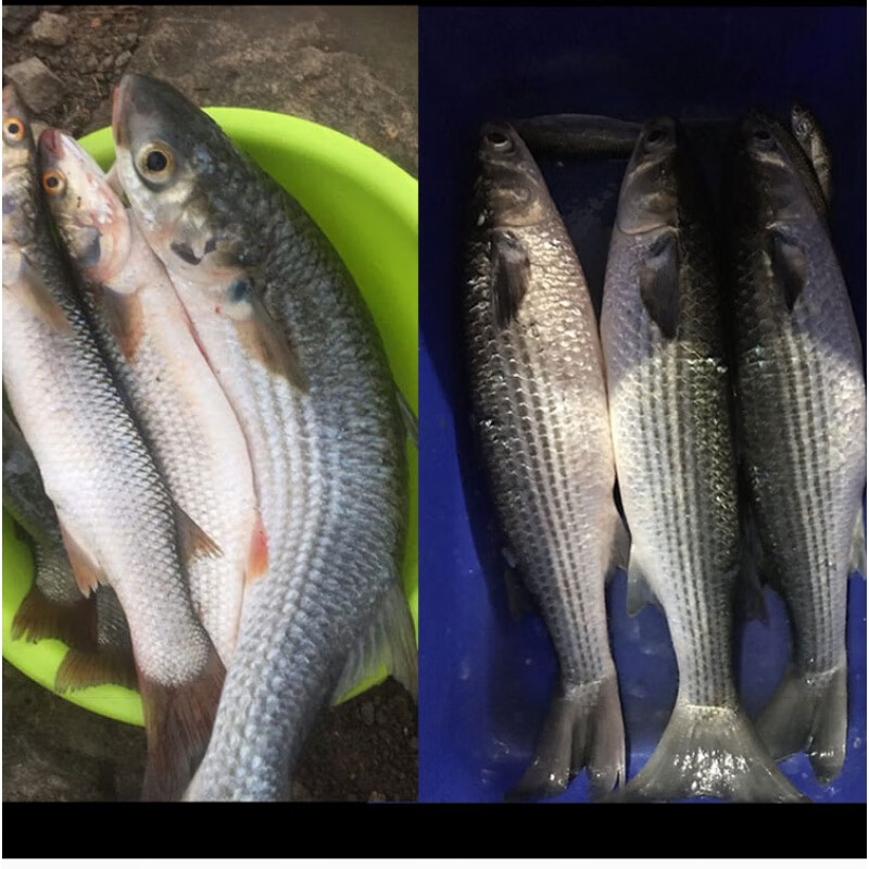 紅海哥鯔魚專用餌料專攻眾信釣梭魚海釣鹹淡水烏頭子魚底窩料配方