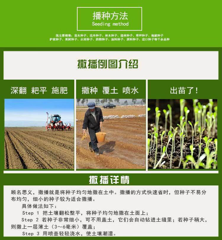 赤卉杂交高丹王草种籽苏丹草种子四季高产牧草种子喂猪牛羊鱼兔草籽