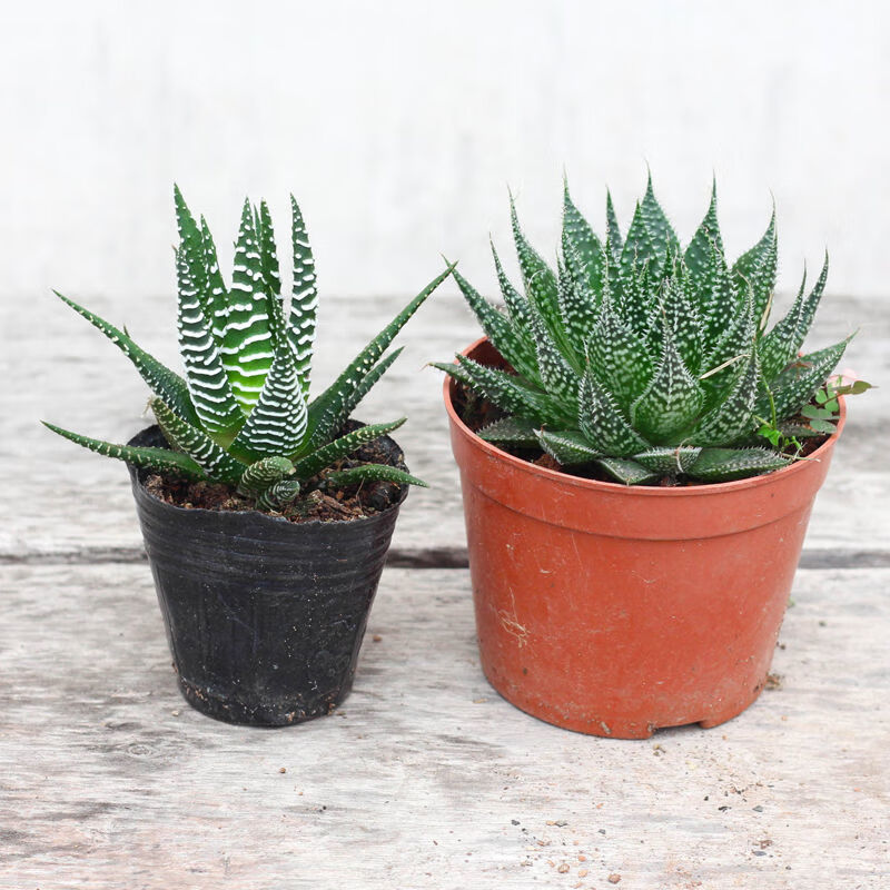 【】条纹十二卷多肉植物芦荟仙人掌办公室内桌面小盆栽 条纹十二卷