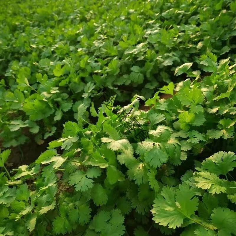 新鲜香菜山东老香菜火锅菜芫荽绿色蔬菜农家种植调味提鲜现摘现发 3斤