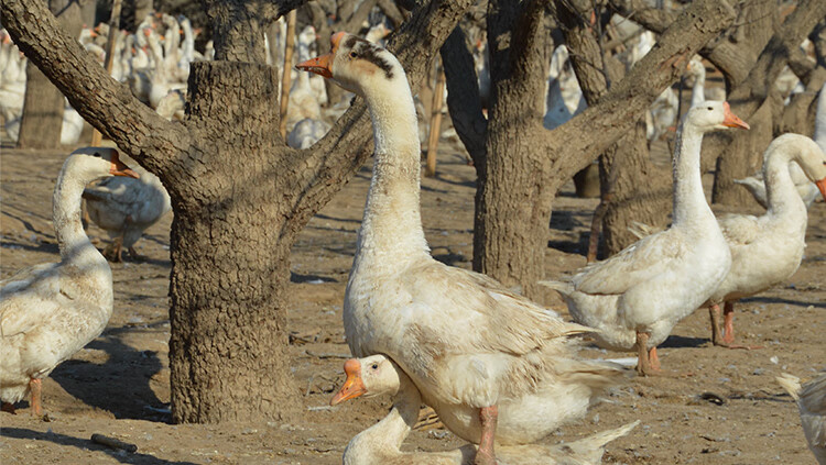 五龙鹅大三花受精鹅蛋受精蛋种蛋可孵化鹅苗种蛋种鹅蛋四季鹅三花