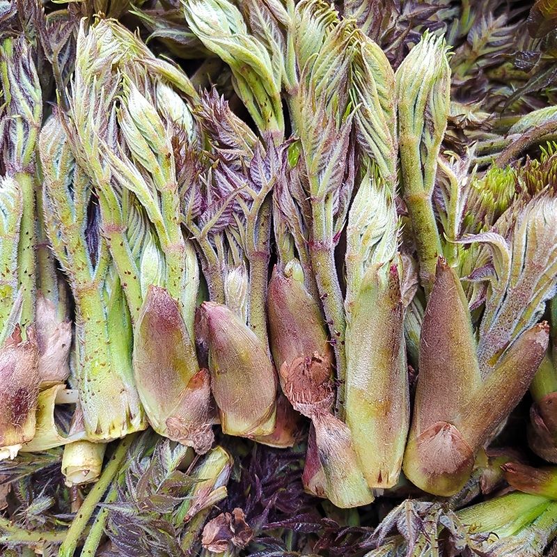 刺龙芽1斤 新鲜蔬菜刺龙苞刺嫩芽现摘现发当季下饭菜5斤顺丰 两斤刺龙