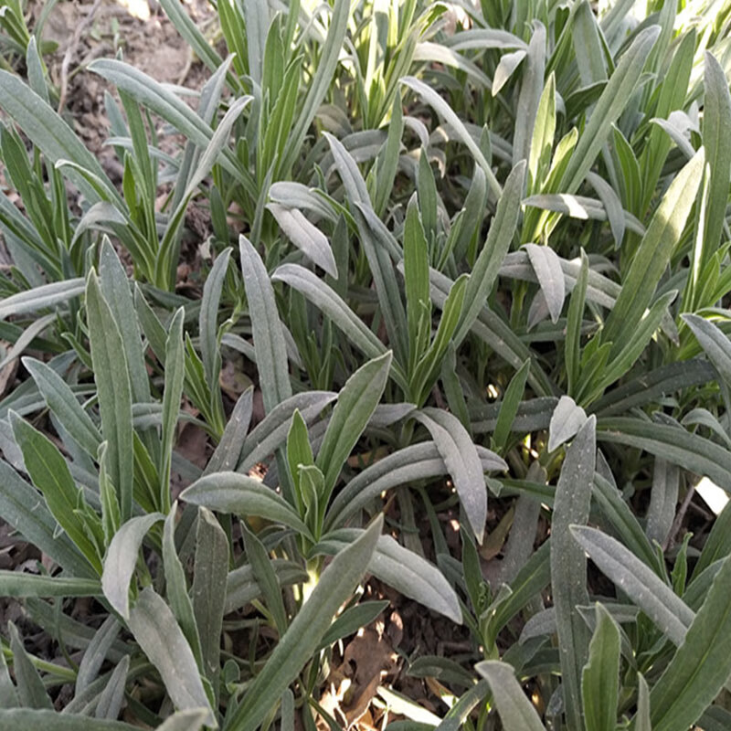 春光岛面条菜时令羊蹄棵新鲜现挖山东特产带箱五斤装顺丰 2500g【图片