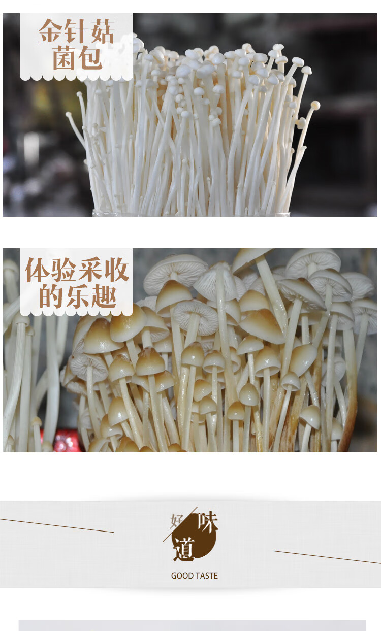 元井汇食用菌棒种包金针菇蘑菇菌种阳台办公室在家种植包多肉植物金针