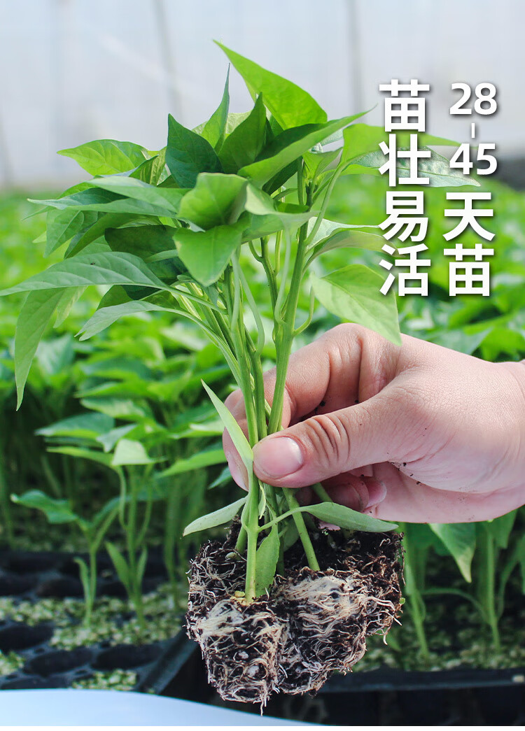 特辣印度魔鬼椒辣椒种子种籽苗孑秧苗龙息菜苗蔬菜超辣黄灯笼秧特 -量