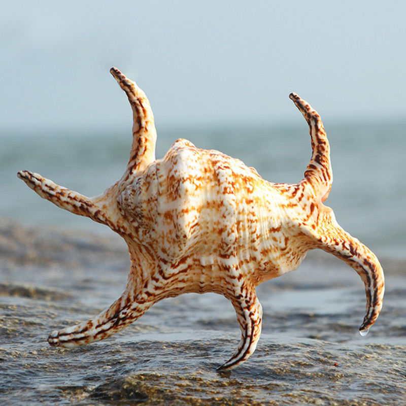 万宝螺天然超大贝壳海螺四大名螺礼品鱼缸造景水族装饰品摆件 大风景