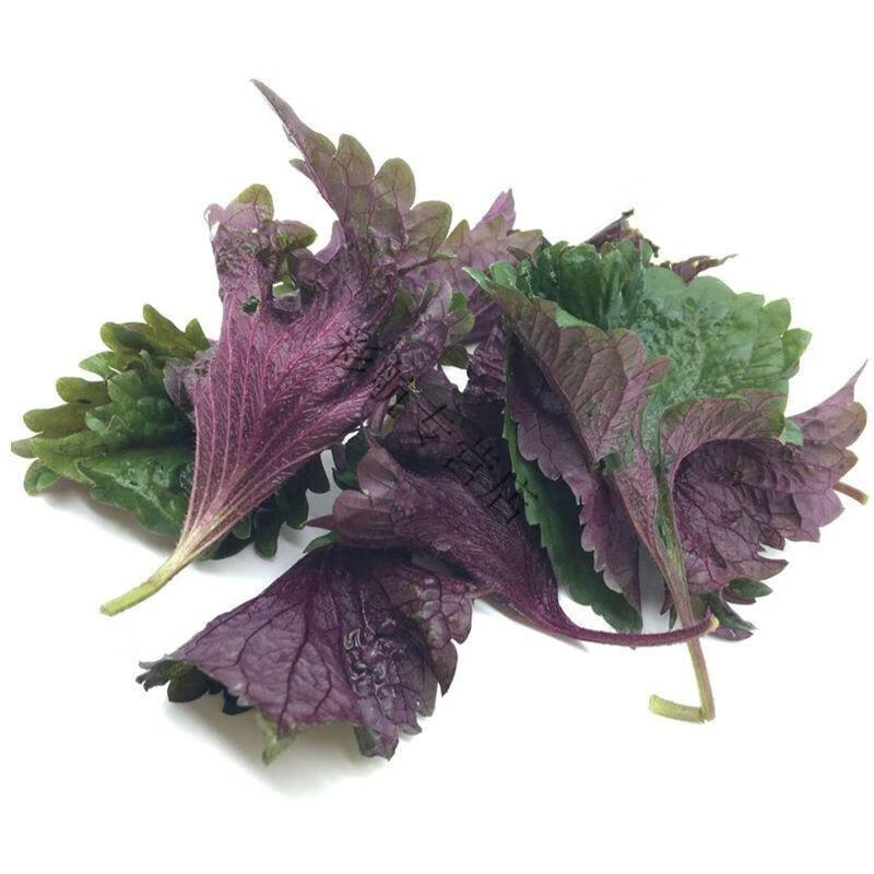 野生苏子苗新鲜绿苏紫苏苗盆栽紫苏加绿苏各5棵