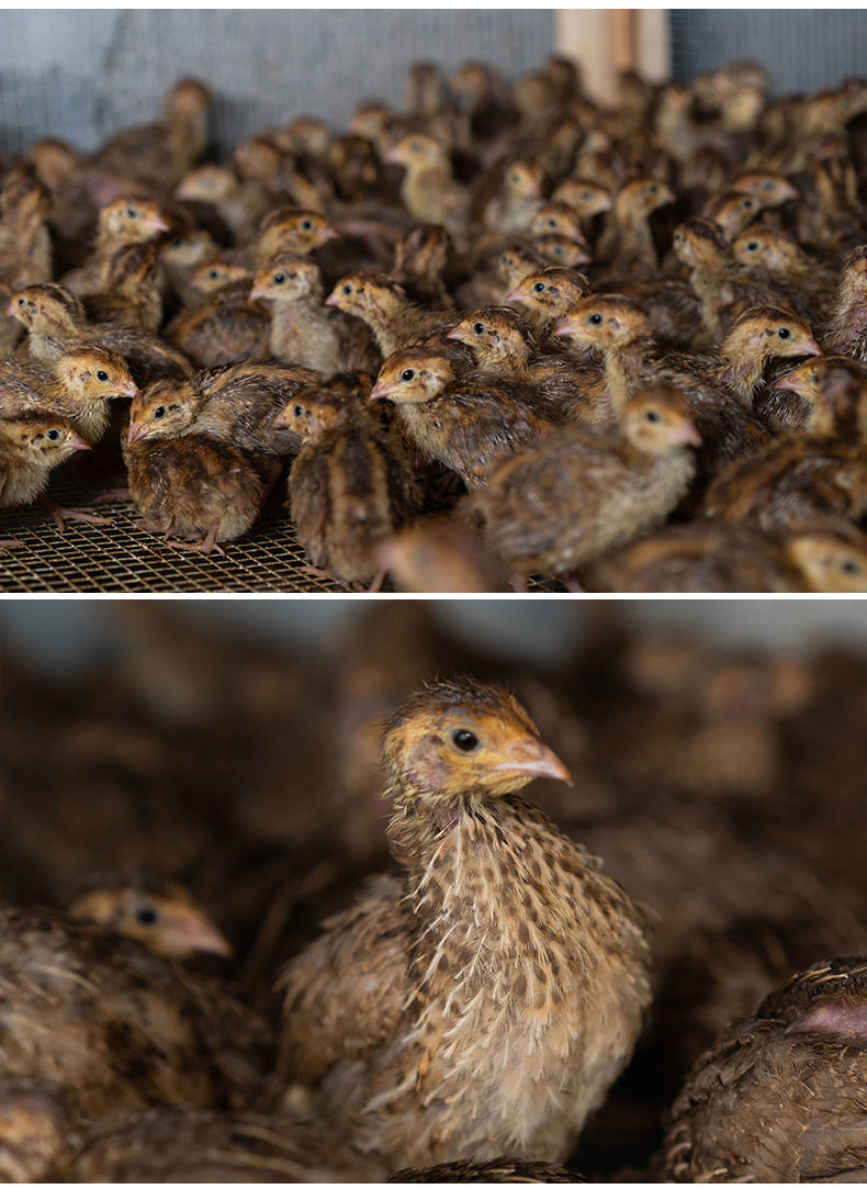 鵪鶉活體鬥鵪鶉鳥下蛋青年種雞繁殖寵物沙維黃羽產蛋鵪鶉套餐精品鵪鶉