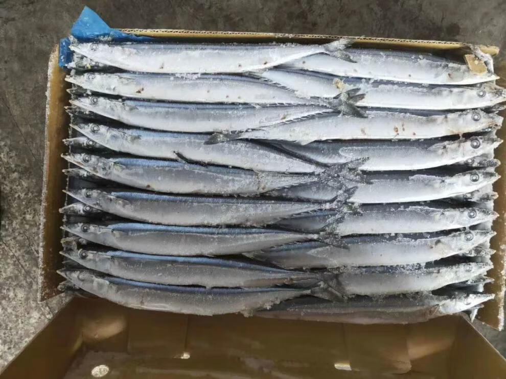秋刀鱼冷冻海鱼深海远洋捕捞海鲜刀鱼水产烧烤整箱食材精品秋刀鱼五斤