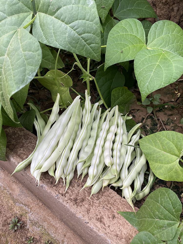 唯友九粒白芸豆种子孑摘不败白不老籽高产四季抗病老来少压趴架云豆种