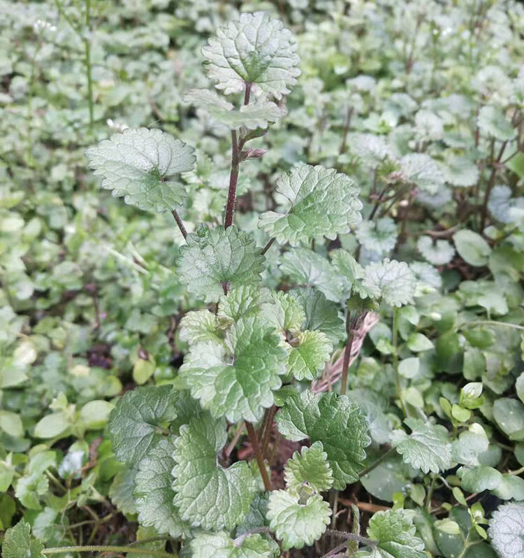 新鮮方杆連錢草中藥材250克貴州透骨消丹馬蹄草肺風草