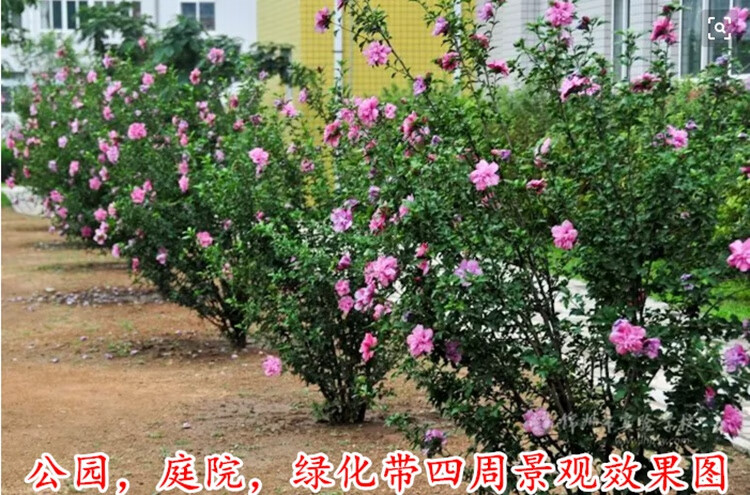木槿树苗花重瓣花庭院绿化工程篱笆围墙花苗当年开花木棉花耐寒 木槿4