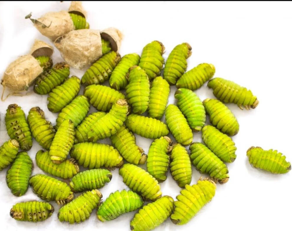 蚕 蚕蛹 茧蛹 东北特产 柞蚕 绿蚕 活蚕 免挤净蚕 蝉蛹 1瓶(净重半斤)