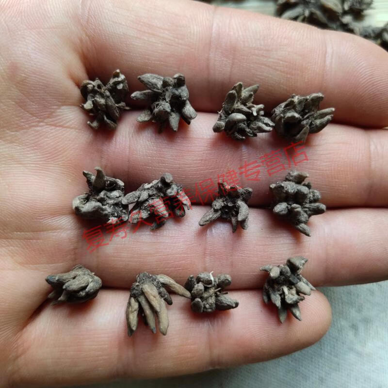 野生新鲜水洗猫爪草泡茶药材中猫抓草药粉500g