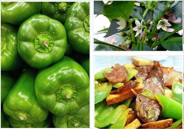 农家圆椒新鲜蔬菜皮厚肉多清甜产地直发5斤精选新鲜菜椒圆椒