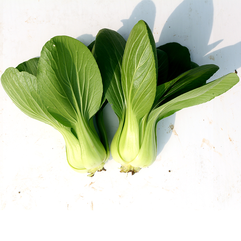 鸡毛菜籽小白菜四季种孑农家小油菜苏州青绿冠青梗菜50克原装上海青