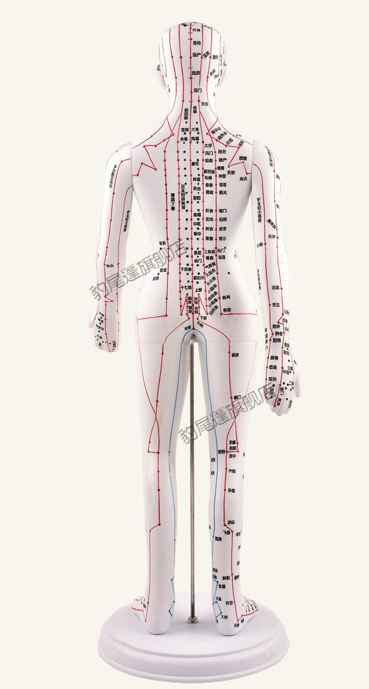 政河針灸穴位人體模型經絡穴位模特圖全身中醫十二銅人扎針小皮人穴位