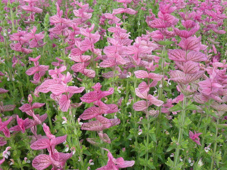 蒂洲园艺 红花鼠尾草种子 粉萼鼠尾草花籽 粉蝶鼠尾草花种籽子露天