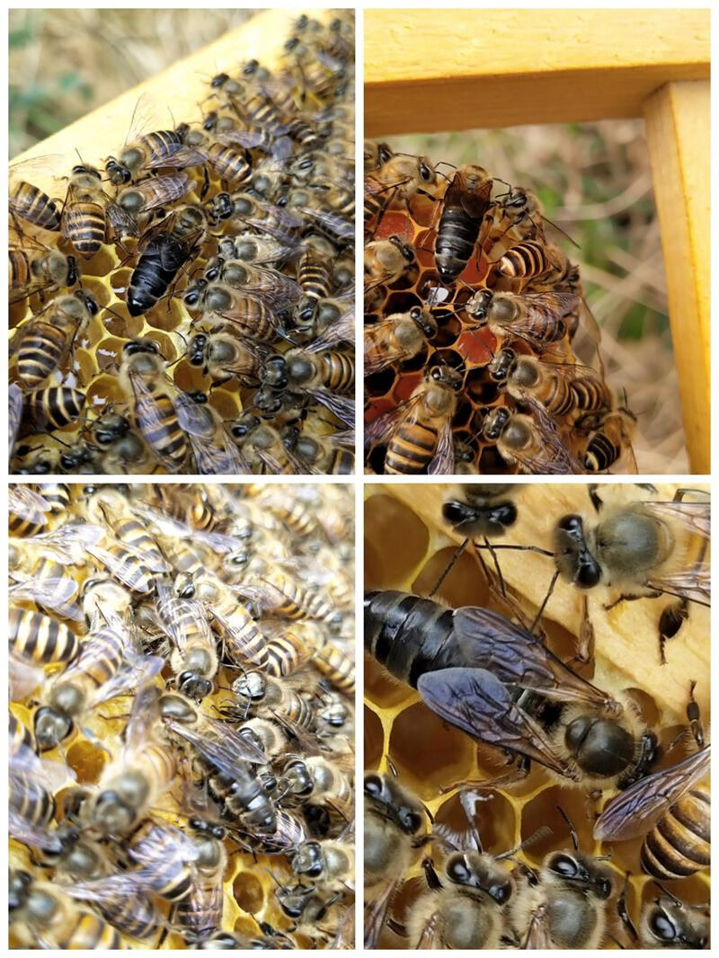 蜂王活体中蜂蜂王种王中蜂王活体双色阿坝仓天柱出售高开产卵良蜜蜂王