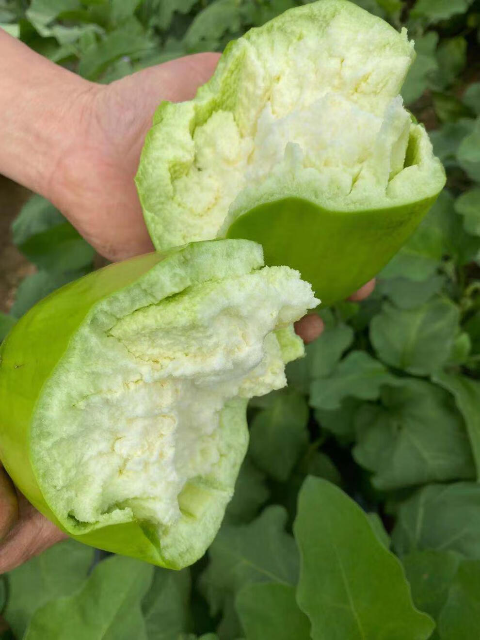 玫栀河南特产绿茄子农家自种新鲜绿皮茄子生吃青茄子2500g