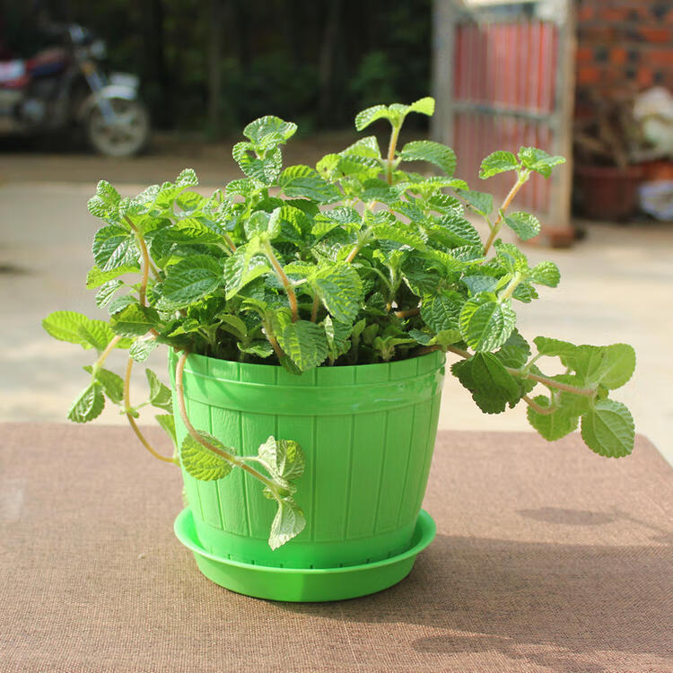 柠檬香峰草吊兰皱叶薄荷桌面植物吸毒草配天蓝木纹盆不含盆