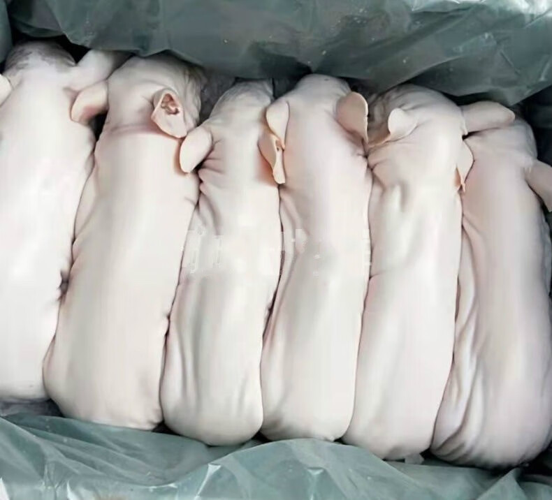 乳猪整只脆皮烤乳猪新鲜冷冻整只猪生鲜 普米加罗 乳猪整只11斤-12斤