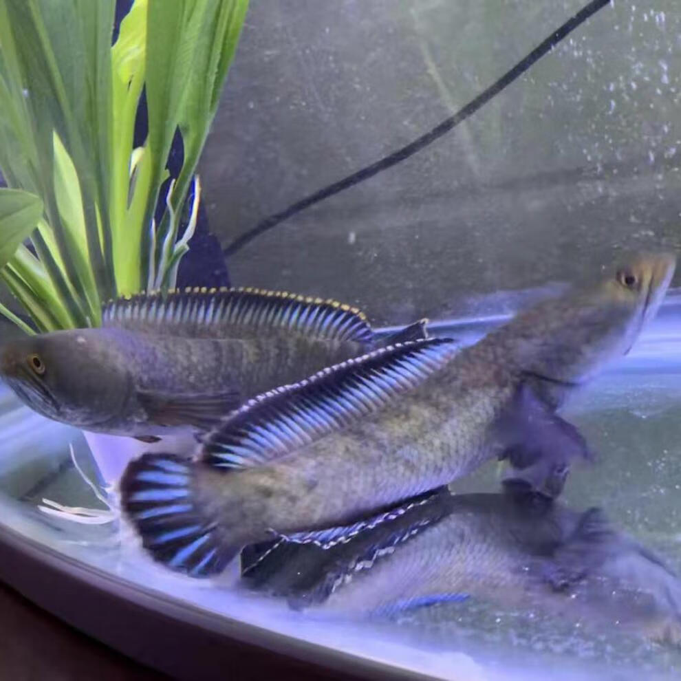 观赏鱼彩虹南鳢雷龙鱼耐养冷水鱼淡水鱼活体凶猛彩虹雷龙 精品彩虹