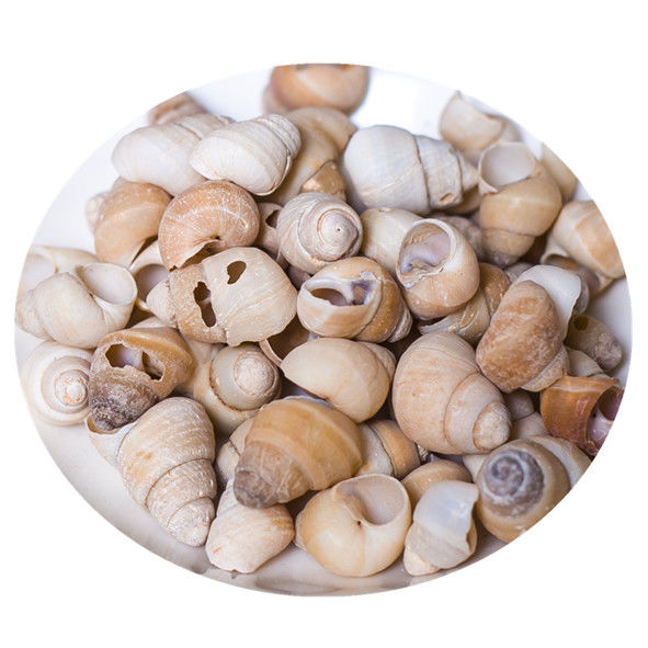 中药材蜗牛壳 白螺蛳壳 白螺蛳 旱蜗牛瓜牛里牛250克 250克【旱蜗牛