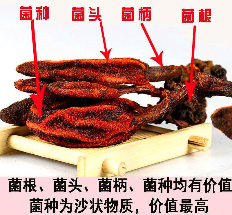 云南野生回春草不老草顶天柱金锁阳泡茶泡酒料回春草100克