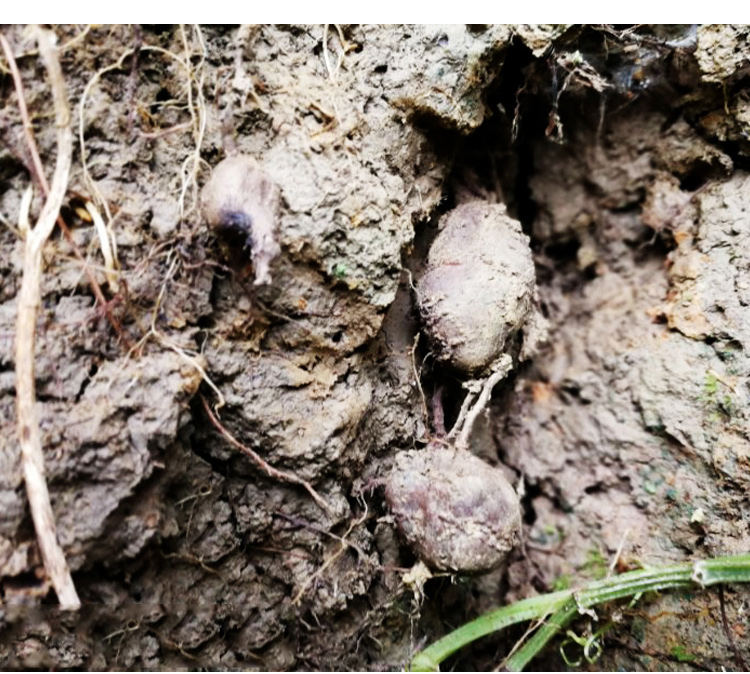 康中尊野生新鲜三叶青金线吊葫芦吊金钟材清热祛火500g