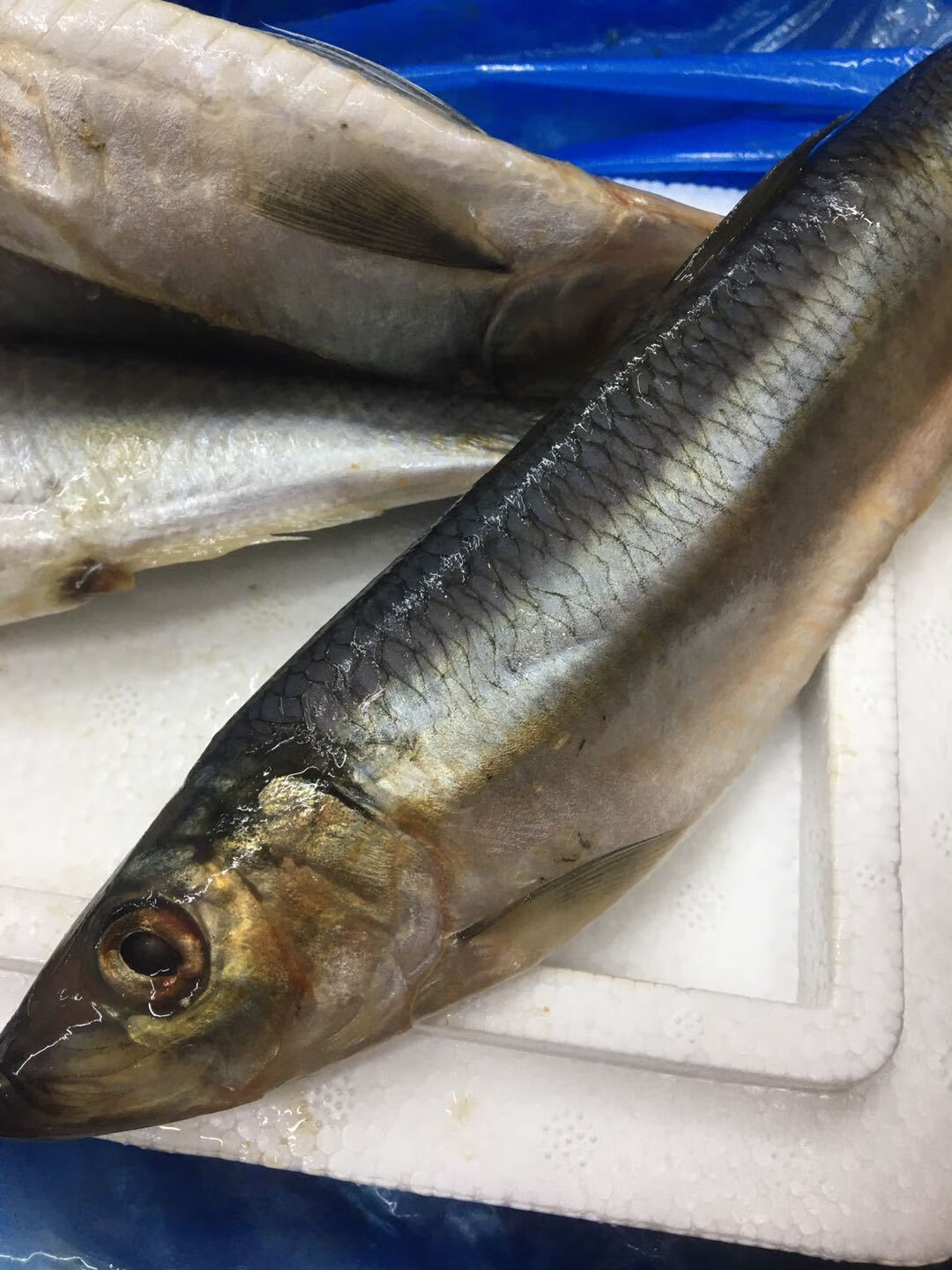 棠鲜生海青鱼条新鲜青鱼青占鱼青条鱼海鲜水产4斤装青鱼