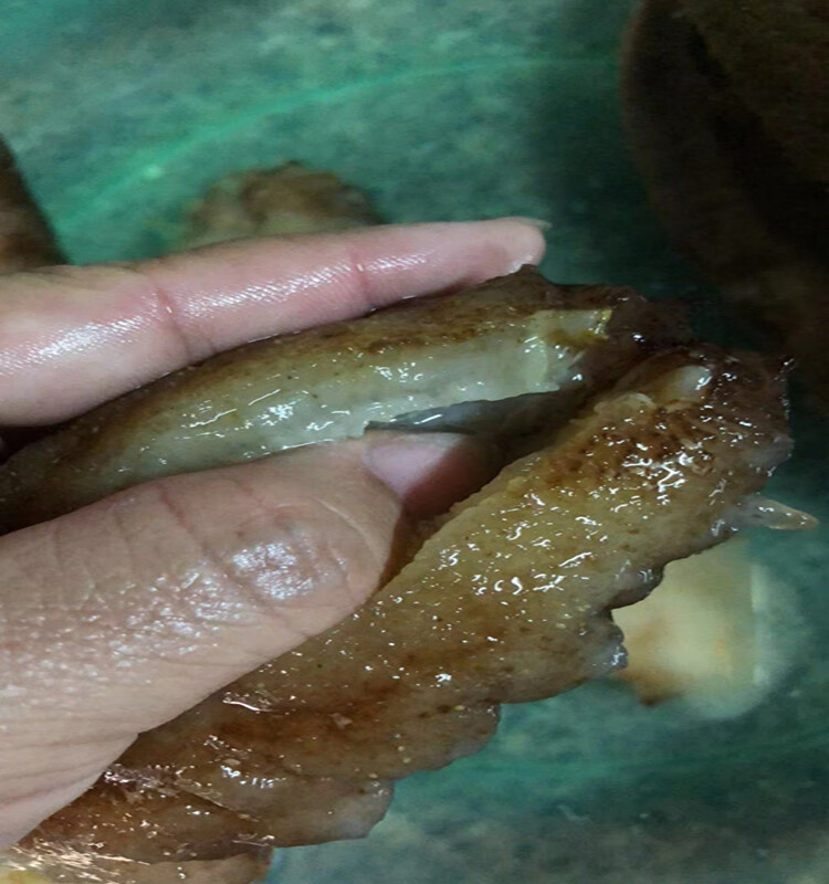 摩洛哥海参 刺参白刺参秃参猪婆参刺秃参海参干货 6-10只/1斤 500g