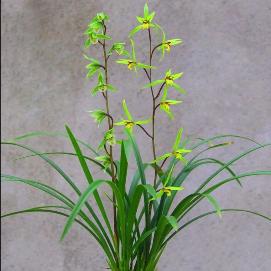 10047261846881商品名称:【精品寒兰】多品种 寒兰细叶兰花浓香型