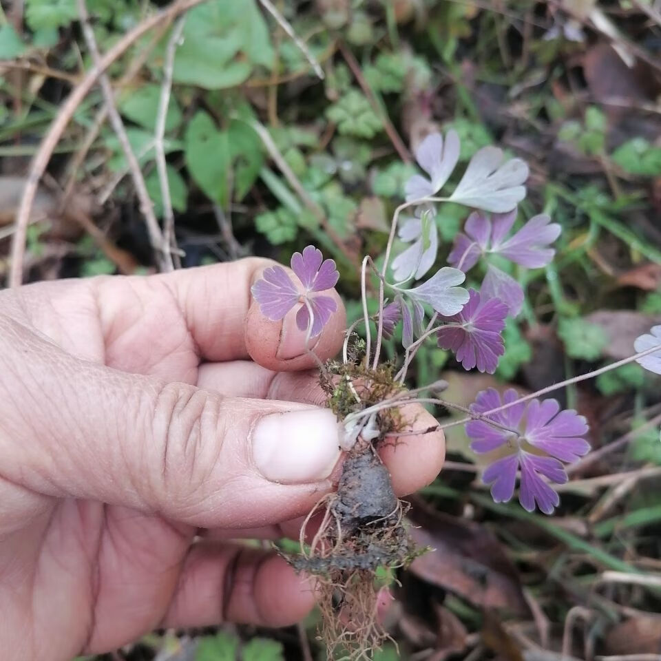 【jd滋补】野生中药材天葵子千年老鼠屎新鲜现挖紫背天葵天葵种子250g