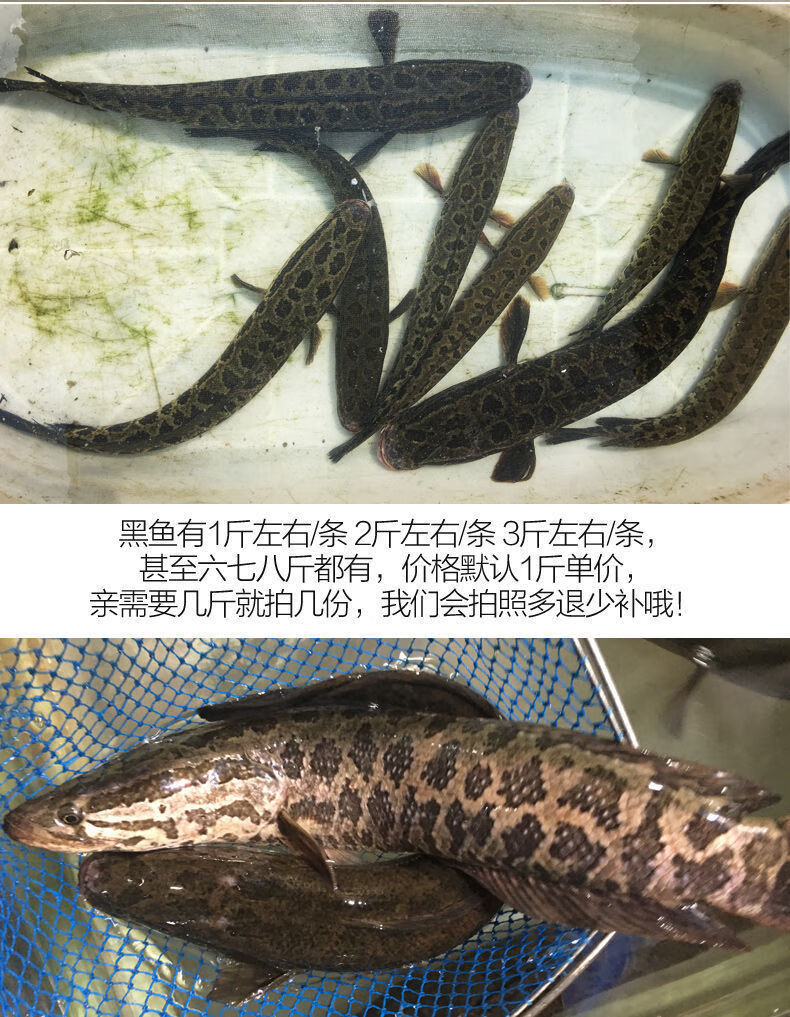 lism正宗纯黑鱼乌鱼斑鱼财鱼新鲜鱼淡水鱼现杀净膛后25斤装