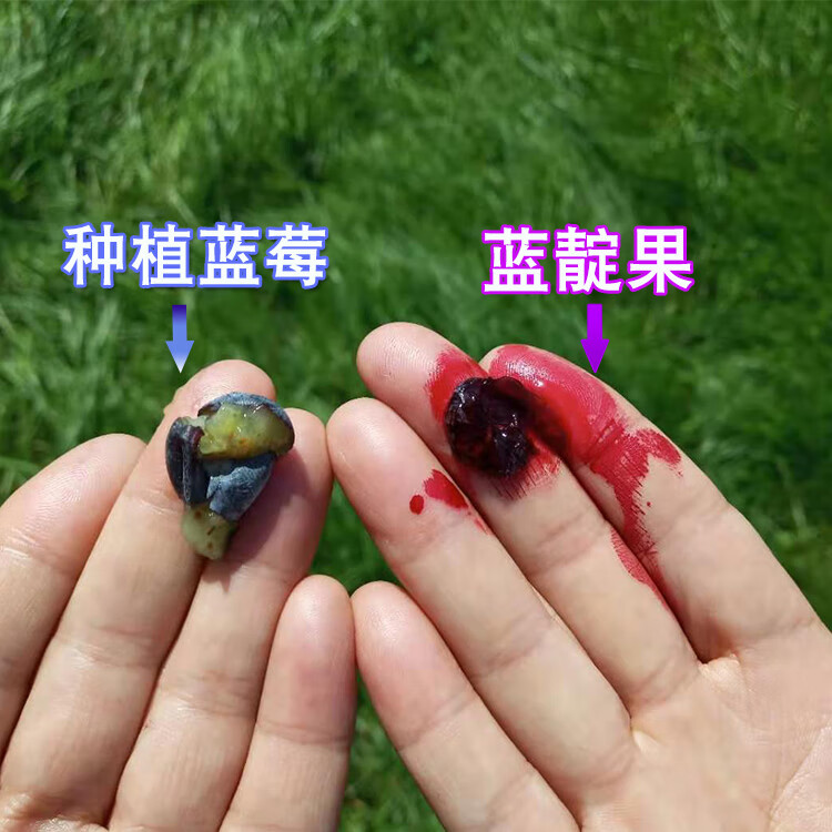 伊春野生蓝靛果 2斤装 东北山茄子新鲜蓝莓羊奶子果黑瞎子果 蓝靛果