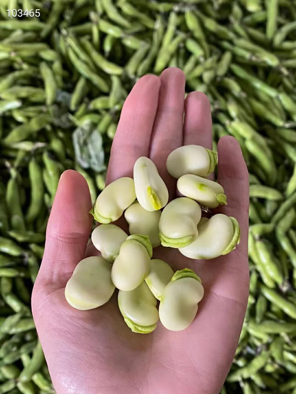 农家自种云南蚕豆新鲜带壳胡豆生绿嫩蚕豆青豆荚蔬菜 2斤装 精选新鲜