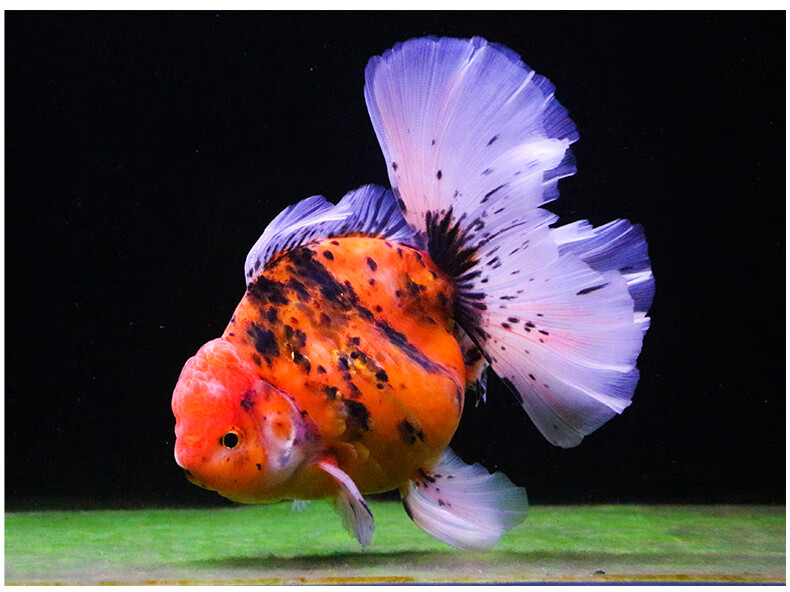 zxc进口百褶裙 精品泰狮f1金鱼活体观赏鱼原泰冷水新手活鱼渔场 进口7