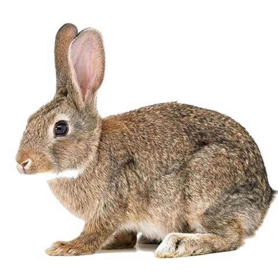 新鲜兔肉整只现杀兔子肉冷冻白条去头不去头的23斤