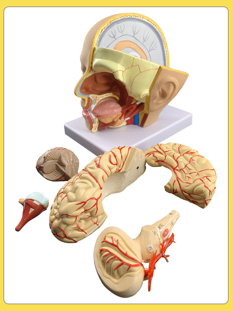 人体大脑模型脑血管模型脑解剖模型医学脑颅头教学模型可拆分8件大脑8