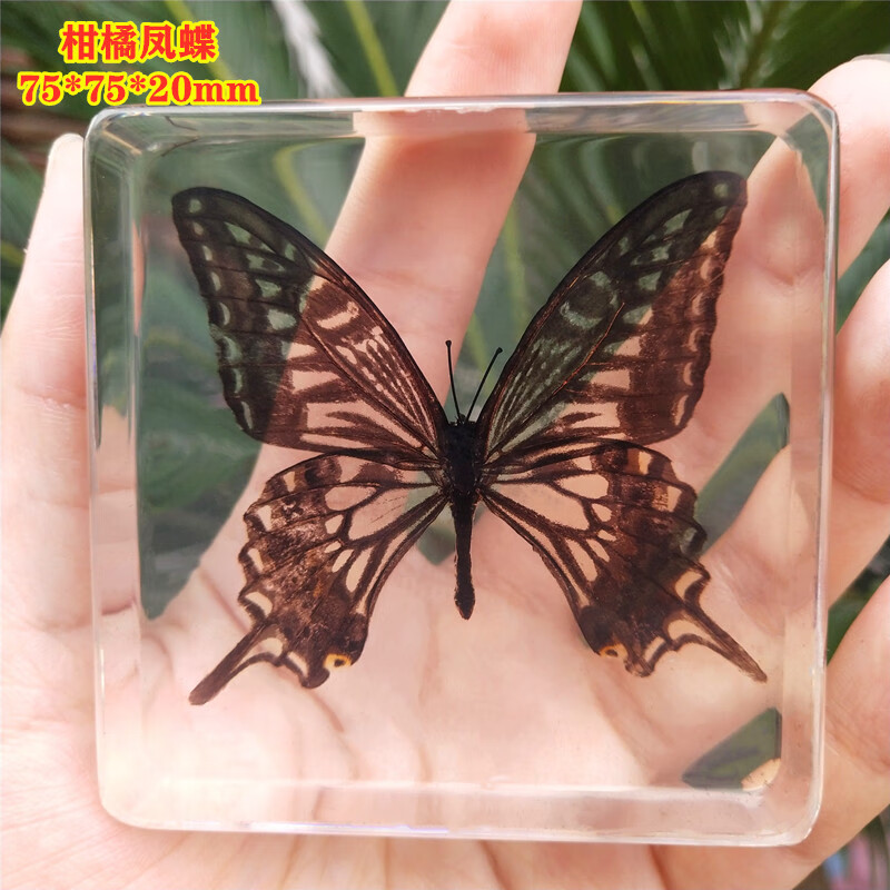 可狄可狄昆虫标本制作工具幼儿园教学儿童玩具动物真蝴蝶树脂标本琥珀