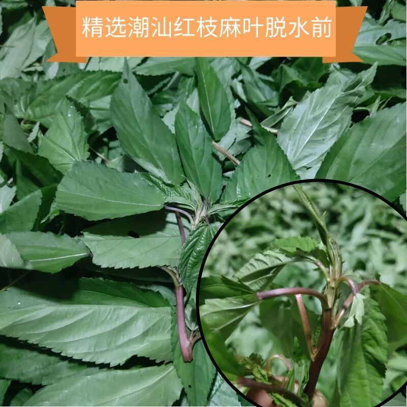 潮汕麻叶菜白麻叶红麻叶脱水麻叶菜潮汕潮阳潮汕麻叶菜脱水麻叶菜真空
