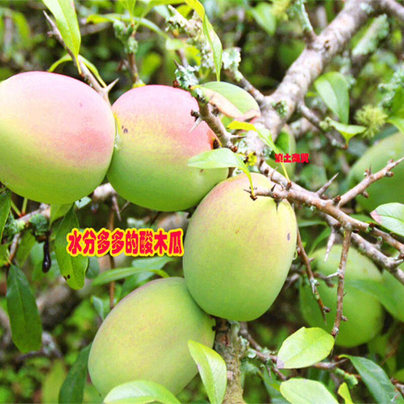云南特产木瓜酸木瓜临沧酸木瓜新鲜孕妇水果特产泡酒炖排骨生吃1斤送