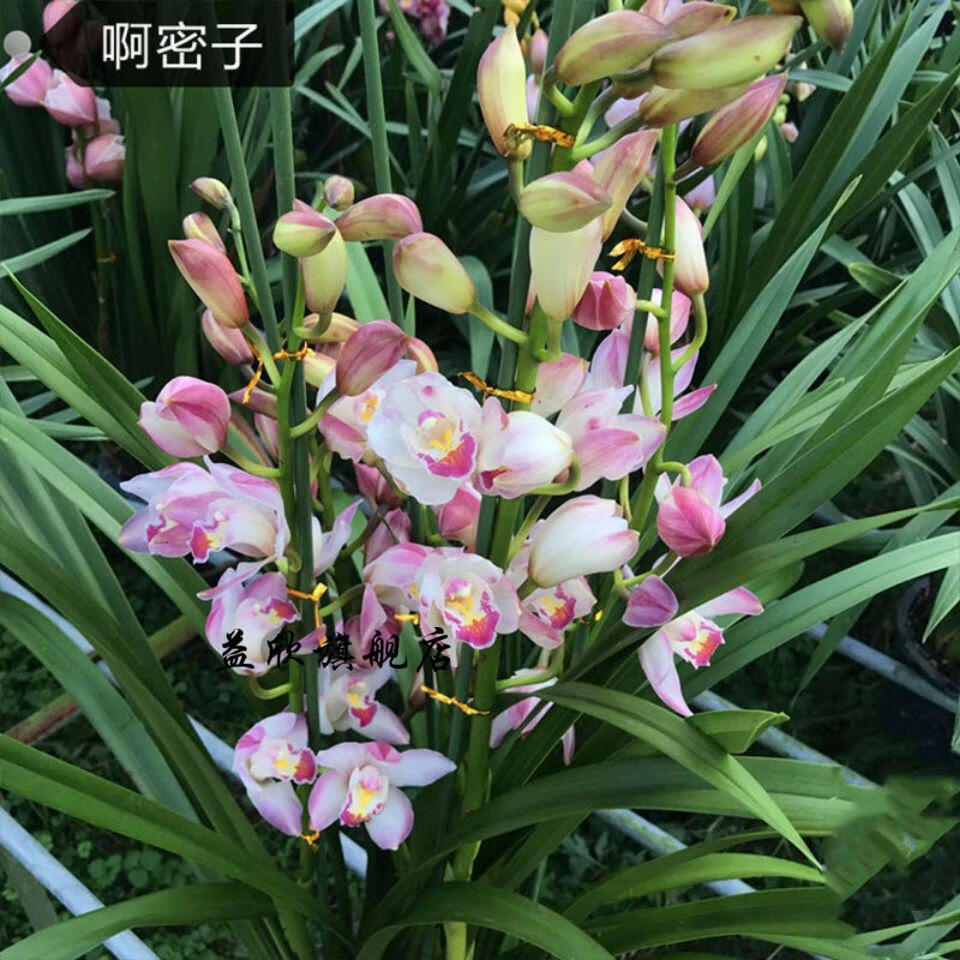 超香 福娘 兰花 新世界2苗连体【图片 价格 品牌 报价】-京东