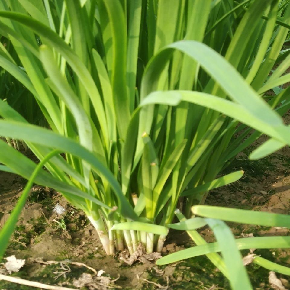 源外园山东韭菜宽叶蔬菜头茬蔬菜茴香新鲜现摘蔬菜批发 韭菜茴香各1斤